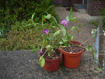 Vinca minor 'Multiplex'