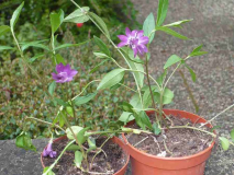Vinca minor 'Multiplex'