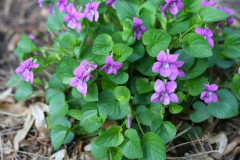 Viola rupestris
