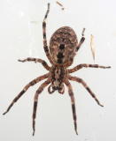 Zoropsis spinimana