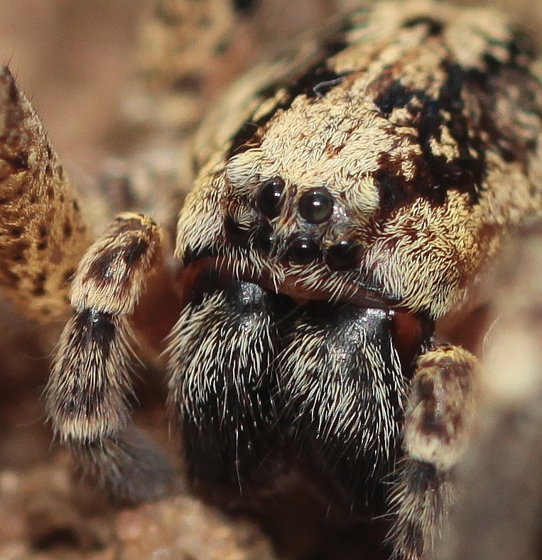 Zoropsis spinimana