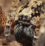 Zoropsis spinimana