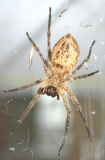 Zoropsis spinimana