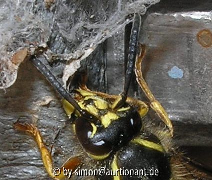 Wespe beim Hausbau