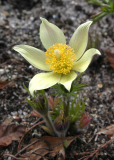 Pulsatilla patens ssp. flavescens