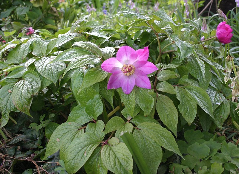 Paeonia mairei