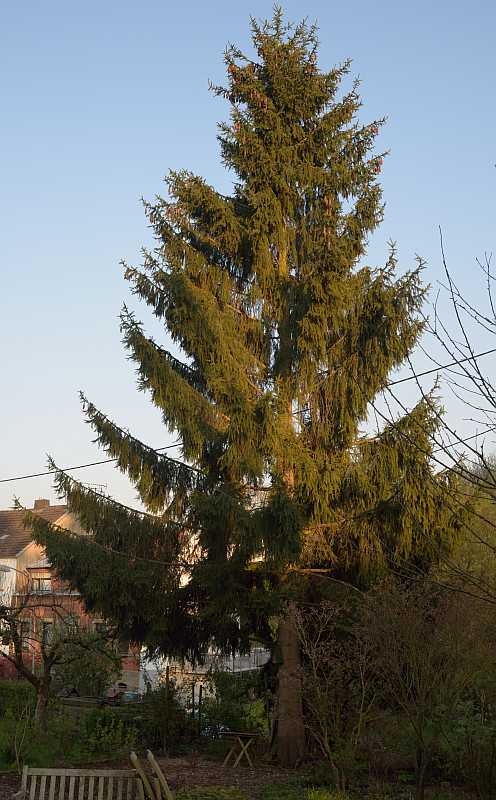 Rotfichte frei