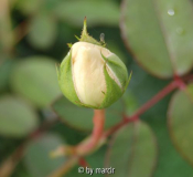 Sombreuil/Colonial White - Knospe