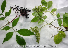 Sambucus nigra und Albino