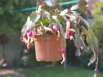 Schlumbergera 