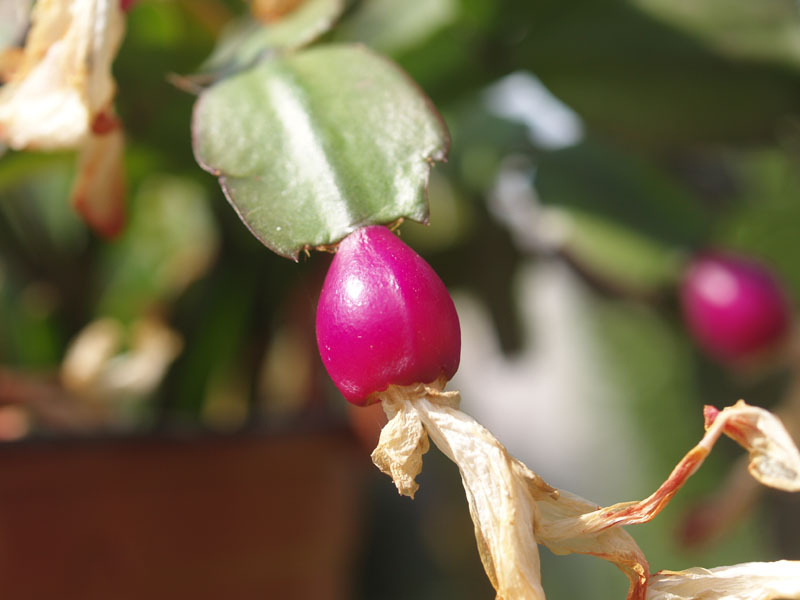 Schlumbergera 1