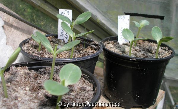 Wassermelonen 15.04.05