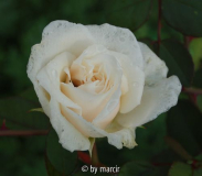Sombreuil/Colonial White - Blüte
