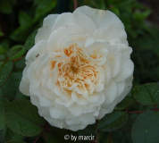 Sombreuil/Colonial White - Blüte
