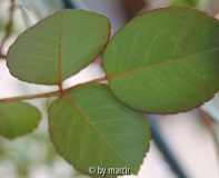 Sombreuil/Colonial White - Blatt