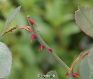Sombreuil/Colonial White - Blatt