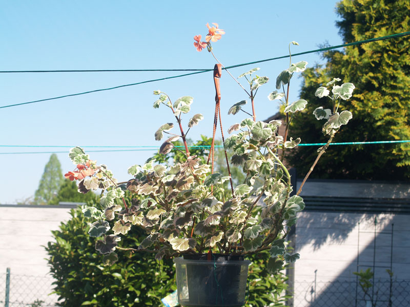 Pelargonie