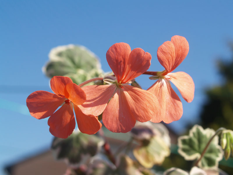 Pelargonie1