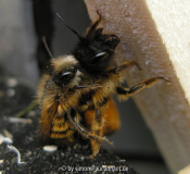 Osmia bicoris