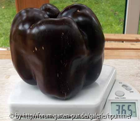Supergroßer Gemüsepaprika  Chocolate Beauty