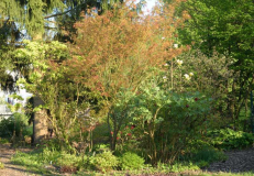 Zwergenwäldchen