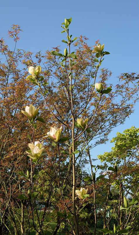 Magnolia Sunsation