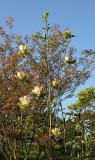 Magnolia Sunsation