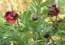 Paeonia delavayi