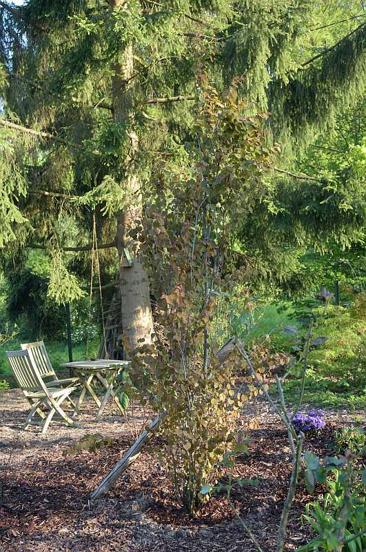 Cercidiphyllum, gepflanzt