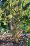Cercidiphyllum, gepflanzt