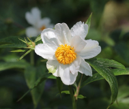 Paeonia emodi