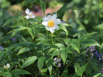 Paeonia emodi