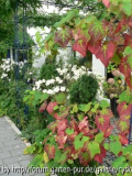 Herbstanemone 'Honorine Jobert' mit Wein