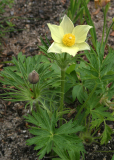Pulsatilla patens ssp. flavescens