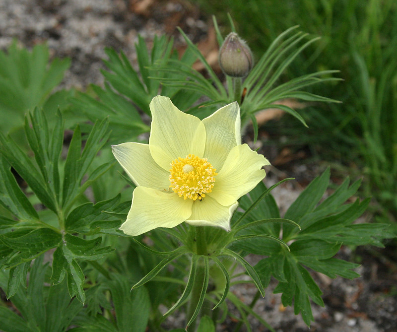 Pulsatilla patens ssp. flavescens