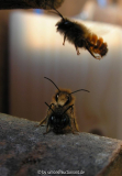 Osmia bicoris