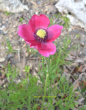 Pulsatilla kostyczewii