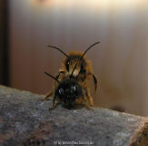 Osmia bicoris