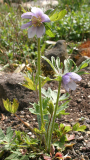 Pulsatilla tatewakii