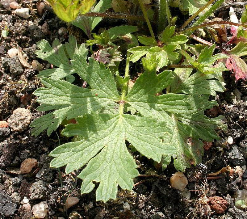 Pulsatilla tatewakii
