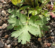 Pulsatilla tatewakii