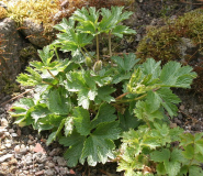 Pulsatilla sugawarai