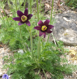 Pulsatilla vulgaris var. costeana