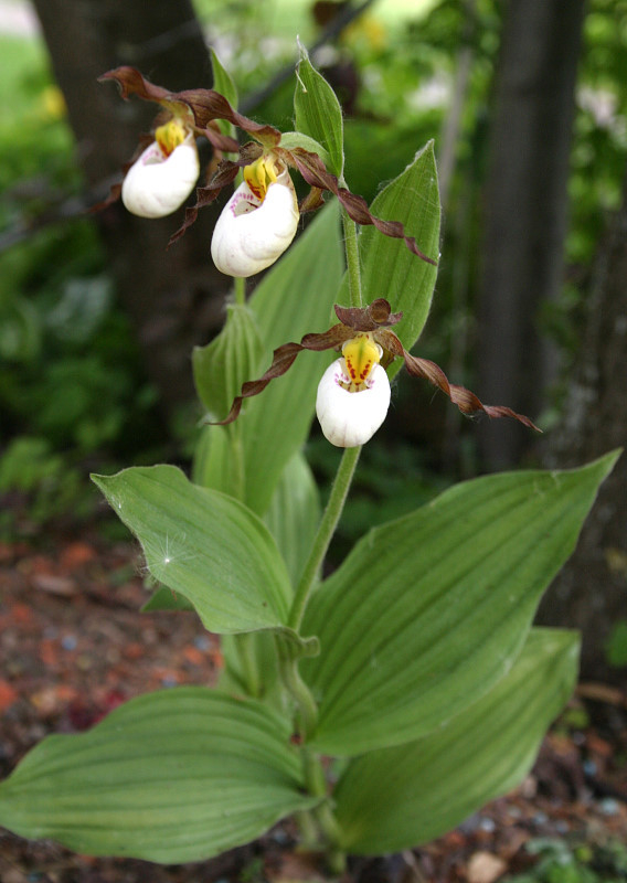 Cypripedium 'Sebastian'