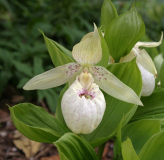 Cypripedium 'Lady Dorine'