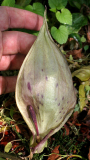 Arum maculatum