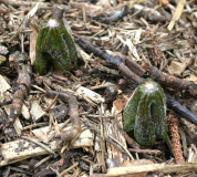 Podophyllum aurantiocaule