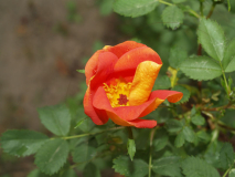 Rosa foetida bicolor