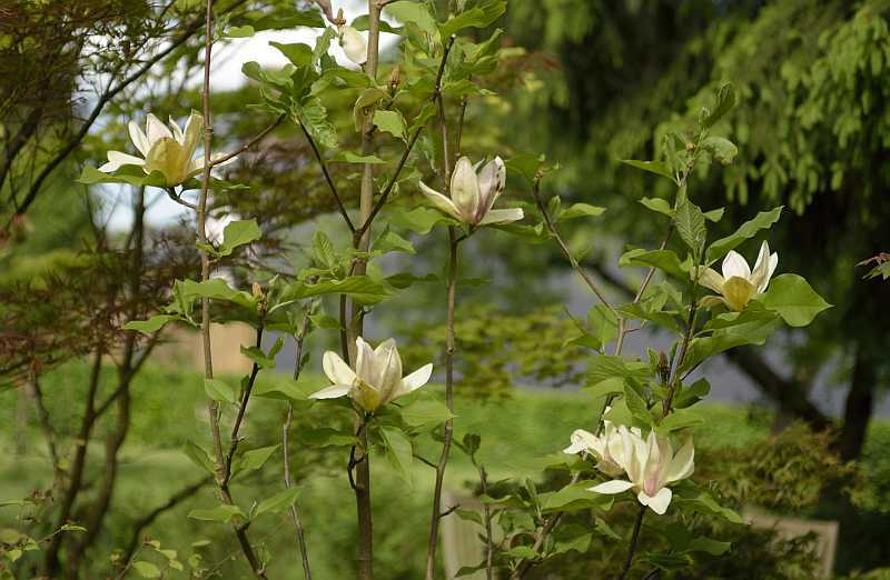 Magnolia Sunsation