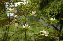 Magnolia Sunsation
